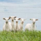 Load image into Gallery viewer, Electronet Sheep Netting 9/35/12 x 164'