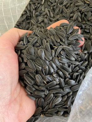 Black Oil Sunflower Cleaned 35lbs / 16kg
