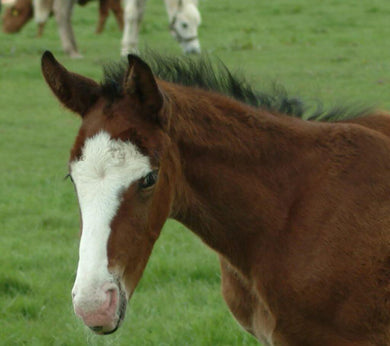 Foal-Gro Milk Replacer,  20 Kg