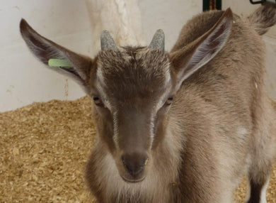 Kid-Gro Milk Replacer Acidified A+, 20 Kg