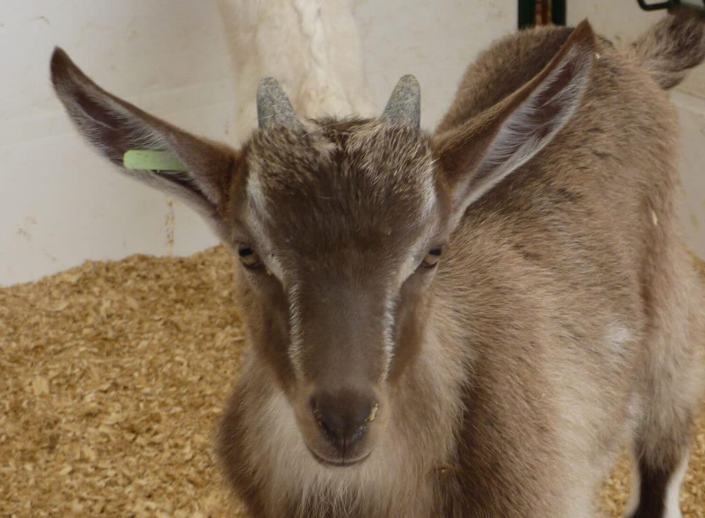 Kid-Gro Milk Replacer Acidified A+, 20 Kg