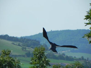 Scarybird Kite