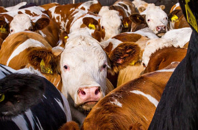 Beef Cow Mineral 25 Kg