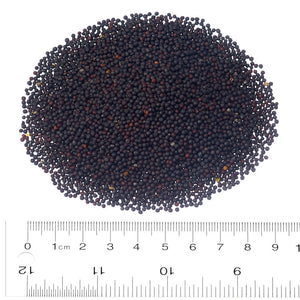 Canola Seed,  50lb/22.7kg