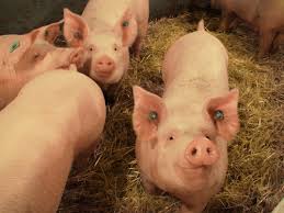 Chop, Hog Corn /Mixed Grain 25kg