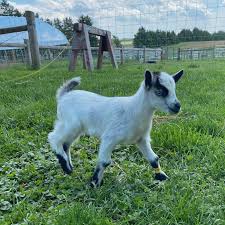 Grober Kid-Gro Milk Replacer 20 Kg