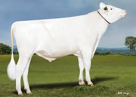 42% Showtime Heifer Supplement 25kg