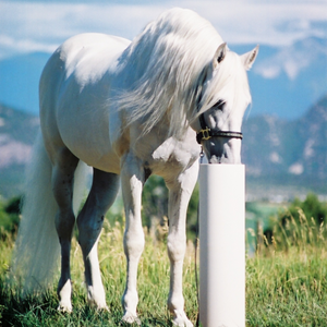 Drinking Post 8' Waterer 70-445