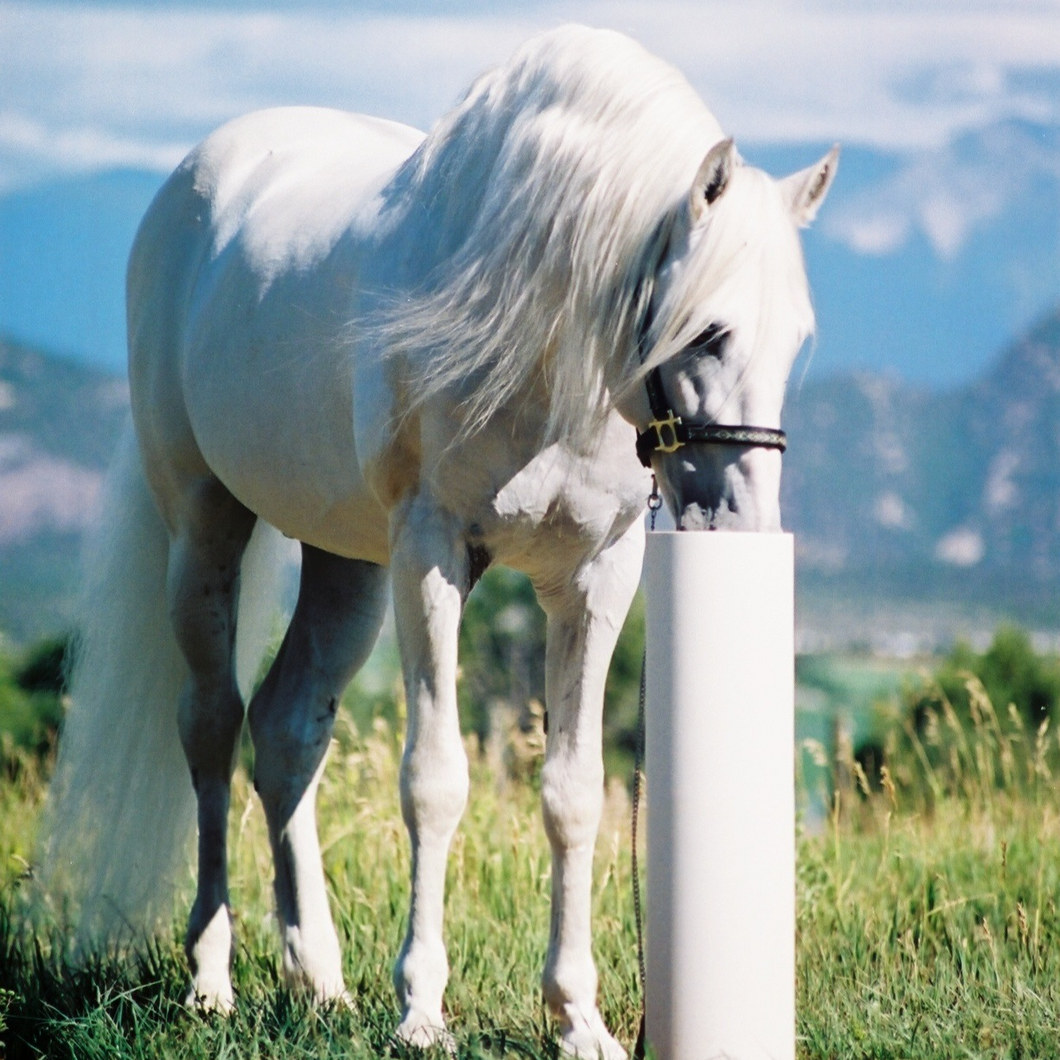 Drinking Post 8' Waterer 70-445