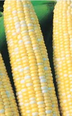 Sweet Corn  PEACHES & CREAM   250gm