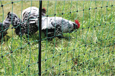 Poultrynet Kerbl 50m L x 112 cm DS