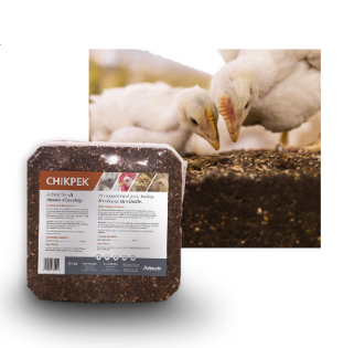 ChikPek or Chick Peck