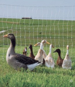 Poultry Net 50m 164'