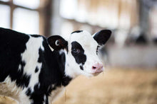 Load image into Gallery viewer, Grober High Conversion Milk Replacer 20 Kg