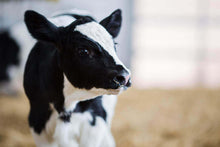 Load image into Gallery viewer, Grober High Performance Milk Replacer 22/17