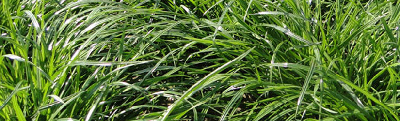 Perennial Ryegrass, Common/lb Lawn