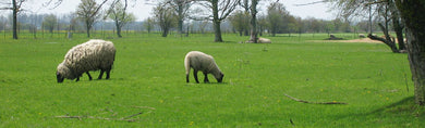 Pasture Mix  Sheep/Goat  50lb