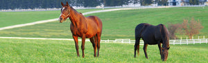 Horse Pasture Mix /lb
