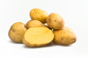 Seed Potato, Yukon Gold  /lb