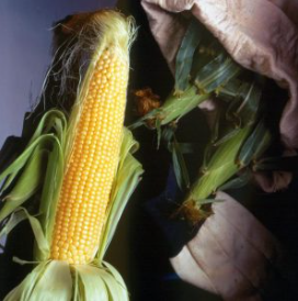 Big Jim Sweet Corn 1532 250gr