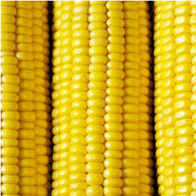Sunnyvee Sweet Corn 1525 250gr