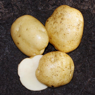 Seed Potato,  Superior /lb